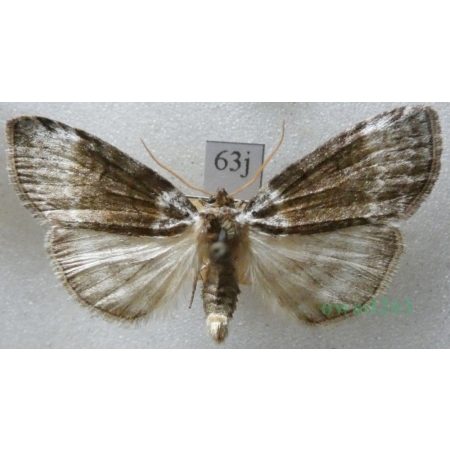 Tetheella fluctuosa (Hübner, 1803) Falica zmiennica Czech63j